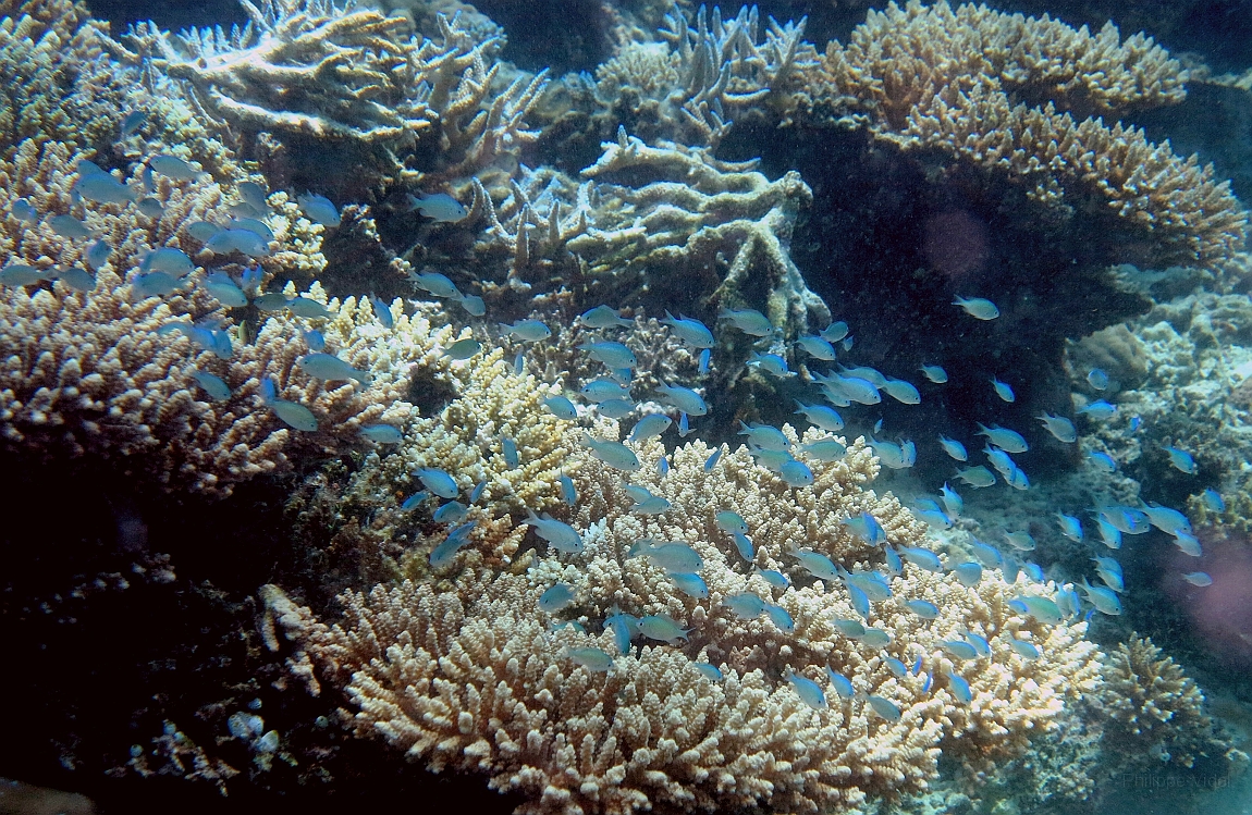 IMG_0868rf_Maldives_Madoogali_Plongee 9_House reef north_Demoiselles Crhromis a zone axillaire noire_Chronis atripectoralis.jpg